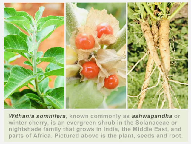 100 Organic Ashwagandha Root Capsules - Image 3