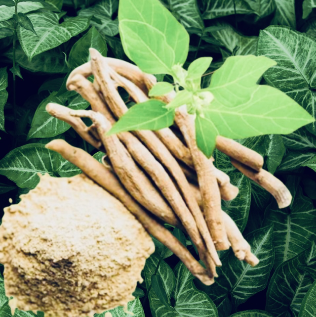 100 Organic Ashwagandha Root Capsules - Image 2
